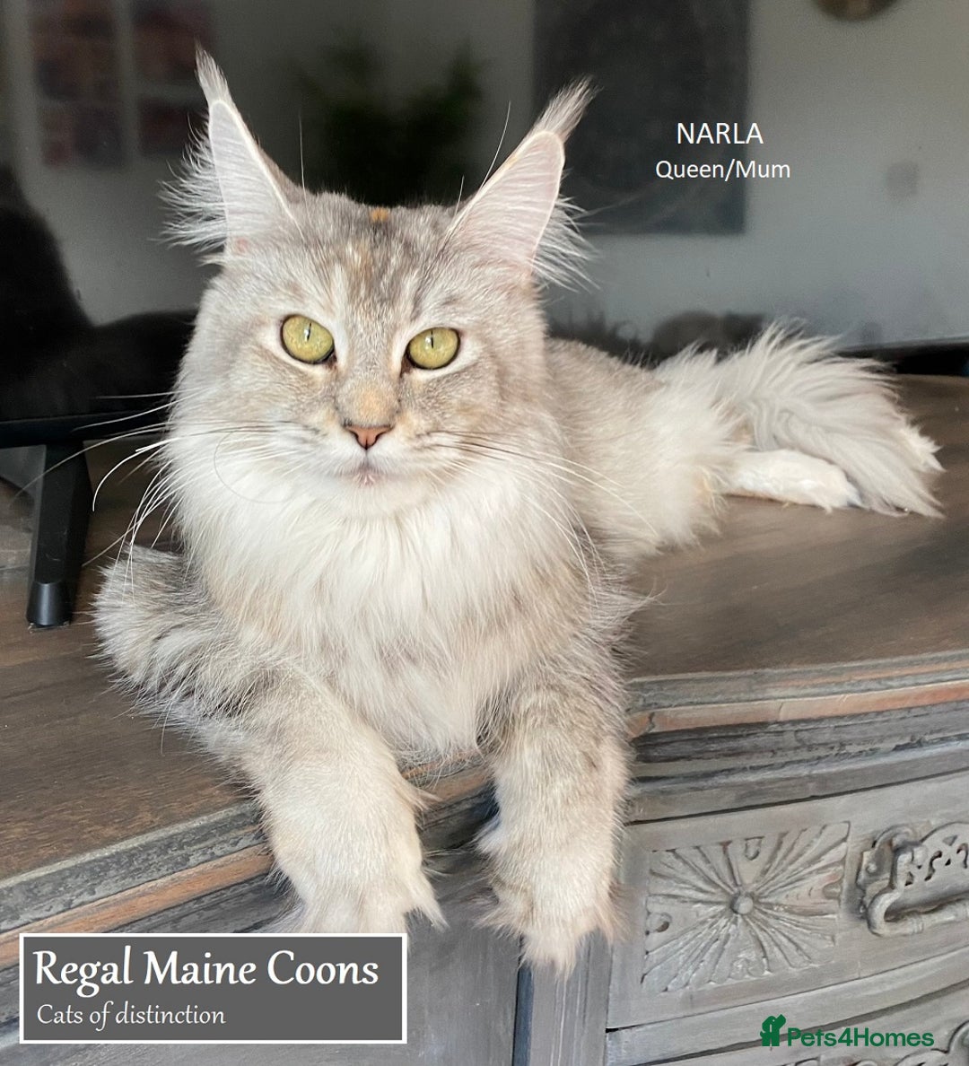 Maine Coon cats for sale: TICA PEDIGREE Maine Coon Babies  - Advert 2