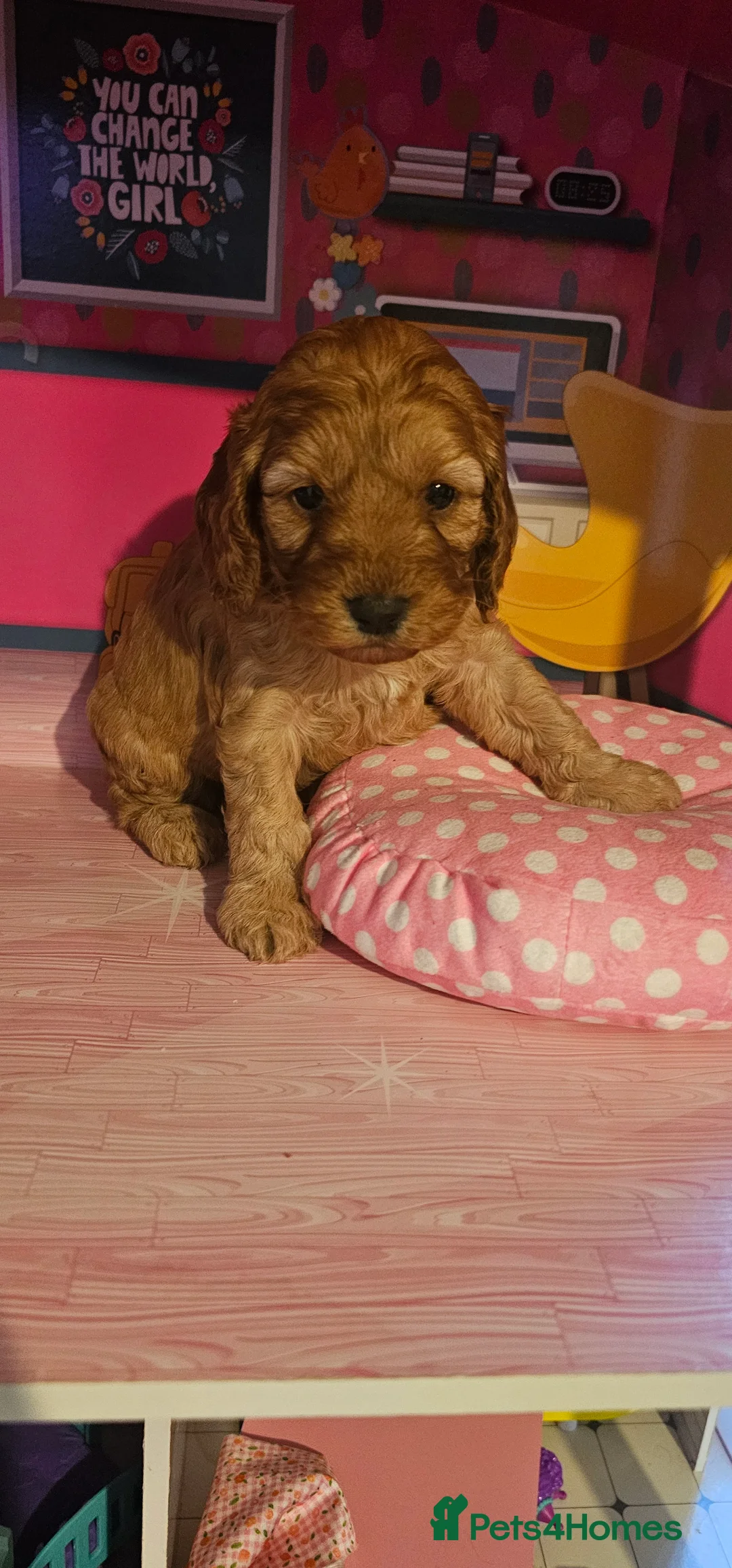 Cockapoo dogs for sale: Cockapoo puppies £650 - Advert 10