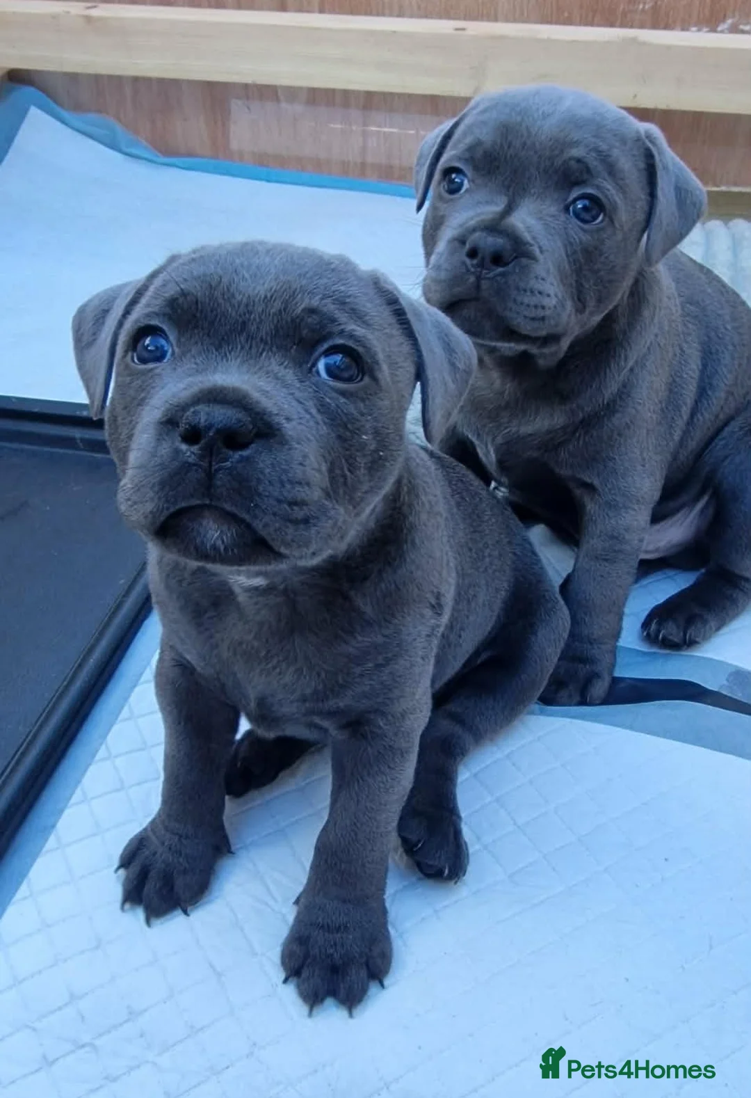 Staffordshire Bull Terrier dogs for sale: 2x KC Registered Champion Blue Staffie Puppies - Advert 6