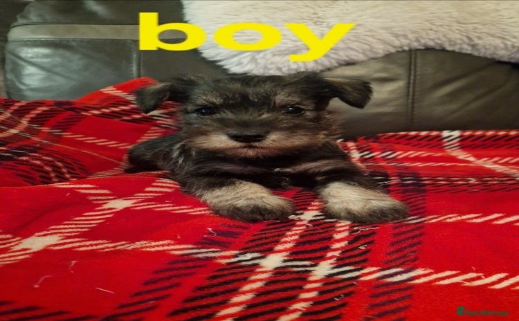 Miniature Schnauzer dogs - Advert 8