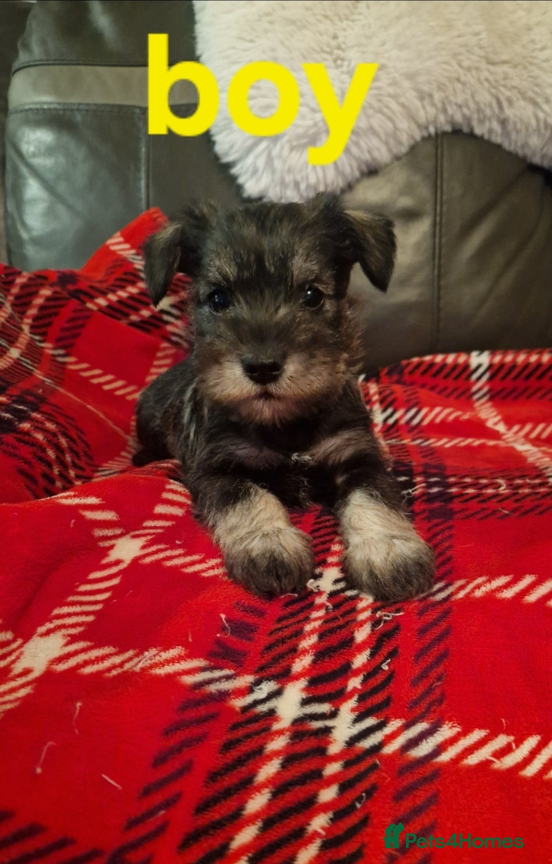 Miniature Schnauzer dogs for sale: Beautiful pure Breed miniature schnauzers - Image 1