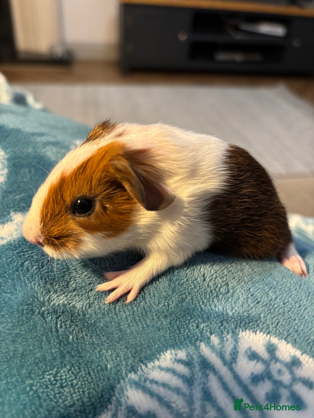 Guinea Pig rodents for sale: Gorgeous Guinea pigs pair of brothers - Advert 5