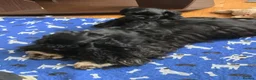 American Cocker Spaniel dogs for sale: American cocker spaniel boy - Advert 6