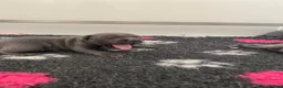 Staffordshire Bull Terrier dogs for sale: World renowned Samtan Blue Dozer Pups  - Advert 8