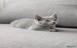 Russian Blue cats for sale: Russian blue babies looking for FOREVER homes - Image 33