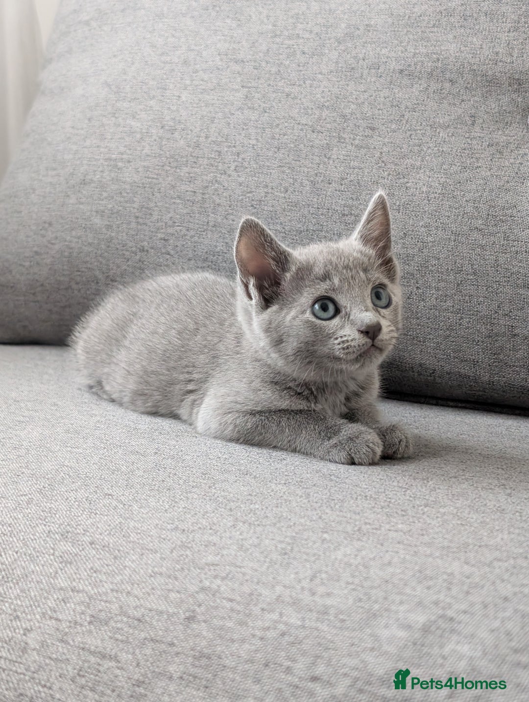Russian Blue cats for sale: Russian blue babies looking for FOREVER homes - Image 33