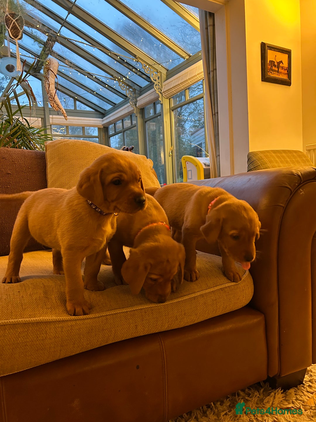 Labrador Retriever dogs for sale: Stunning KC Fox Reds  - Advert 5
