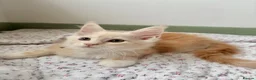 Maine Coon cats for sale: Polydactyl Full Maine Coon Kittens - Advert 20