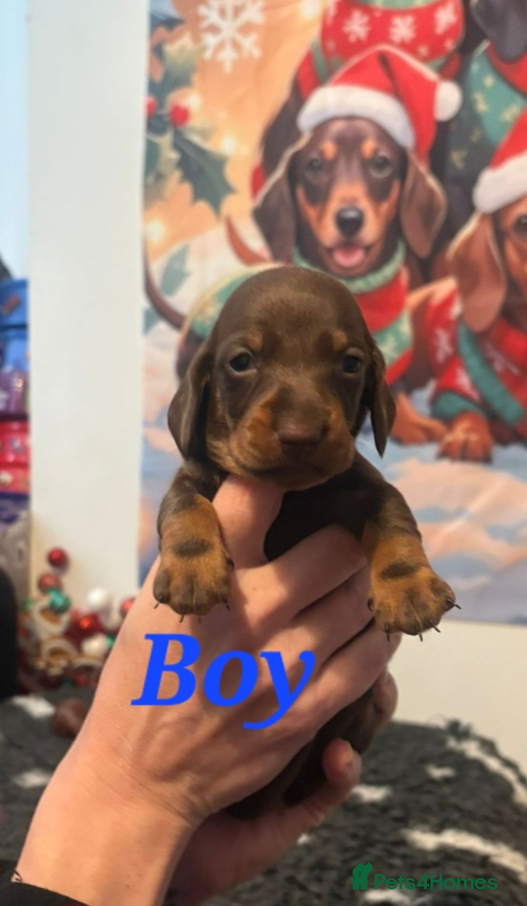 Dachshund dogs for sale: Beautiful kc Standard Dachshund Puppies  - Advert 4