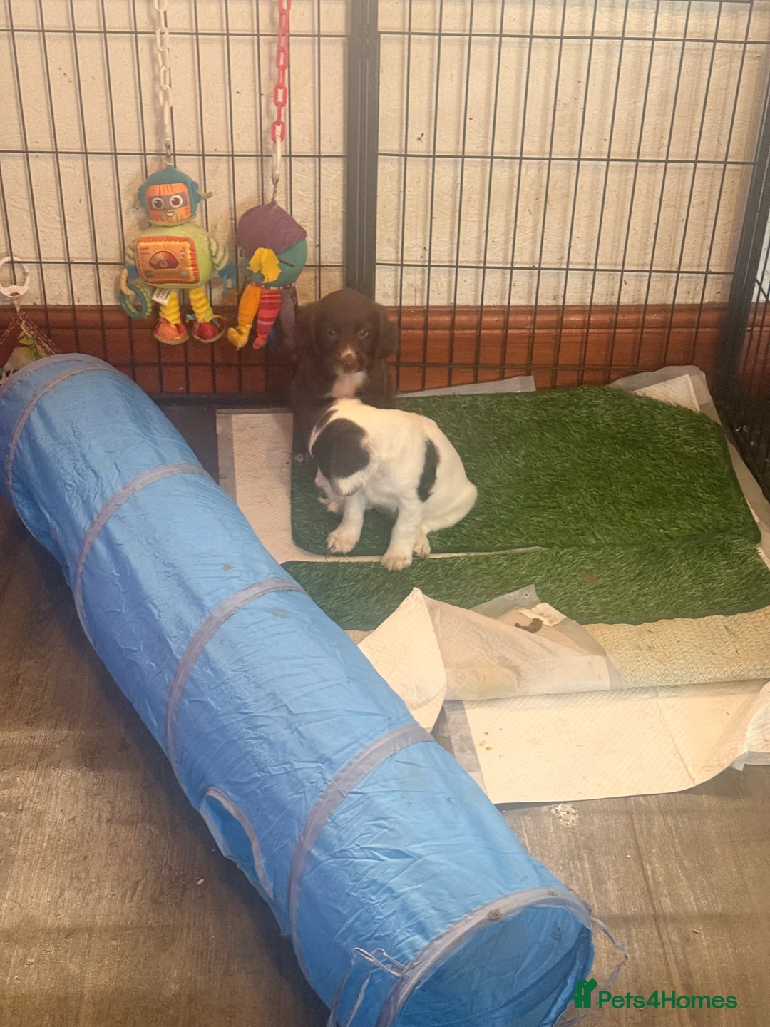 Sprocker dogs for sale: Stunning Sprocker girls  - Advert 6