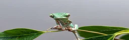 Chameleon reptiles for sale: Yemen Chameleon Babies ✅ 🦎 in Dunmow - Advert 1