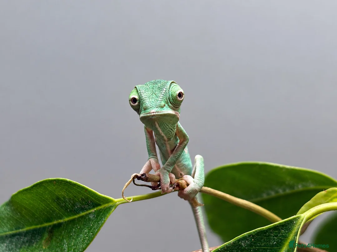 Chameleon reptiles for sale: Yemen Chameleon Babies ✅ 🦎 in Dunmow - Advert 1