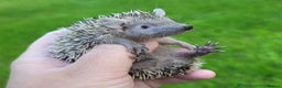 Pygmy Hedgehog rodents for sale: Lesser Tenrecs unsexed and DNA sexed female - Advert 1