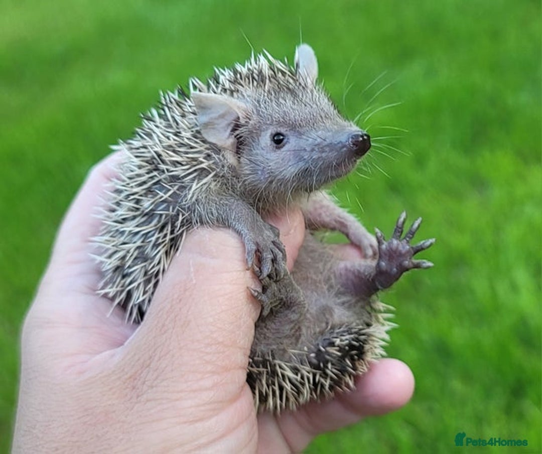 Pygmy Hedgehog rodents for sale: Lesser Tenrecs unsexed and DNA sexed female - Advert 1