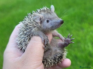 Pygmy Hedgehog rodents Lesser Tenrecs unsexed and DNA sexed female - Advert 2