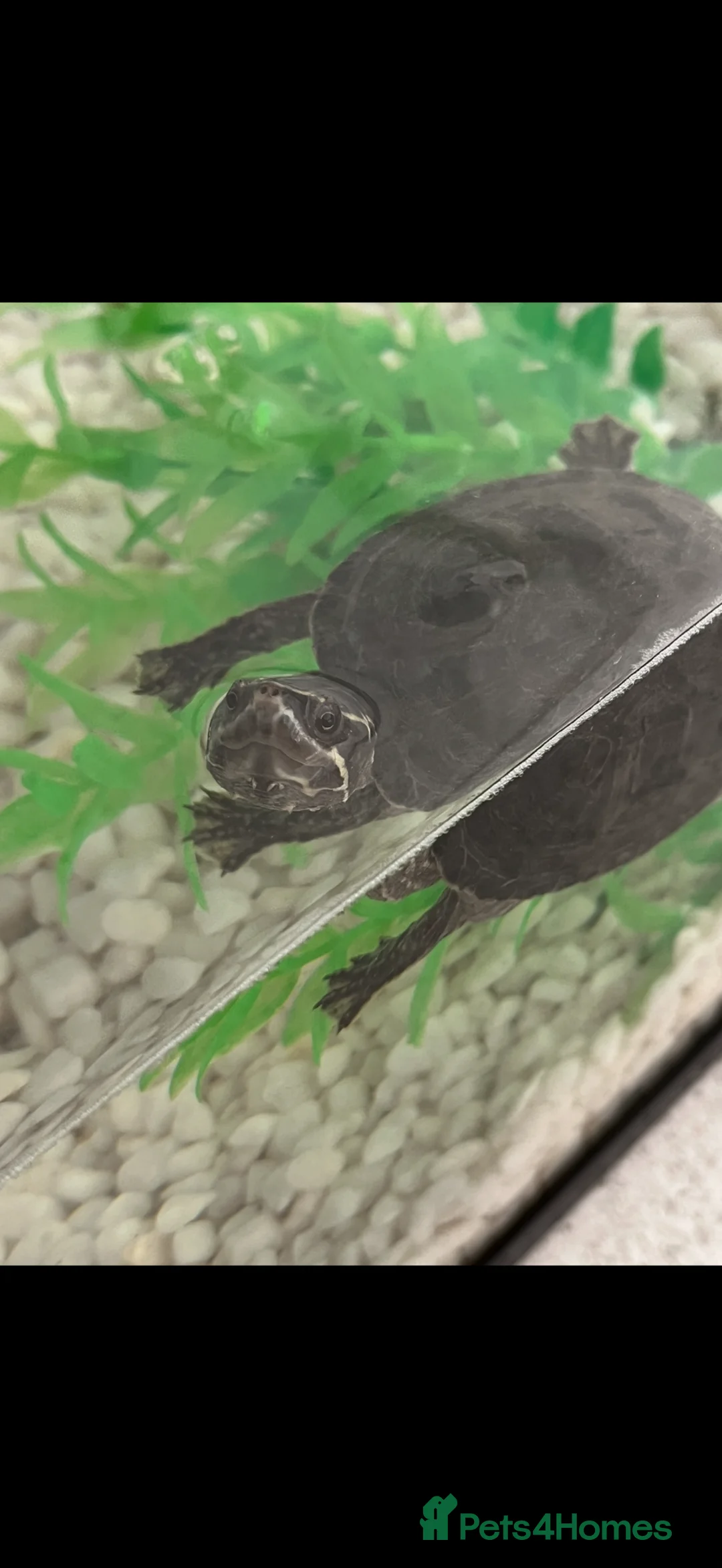 Turtle reptiles for sale: Musk Turtle  - Advert 3