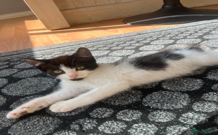 Mixed Breed cats - Advert 13