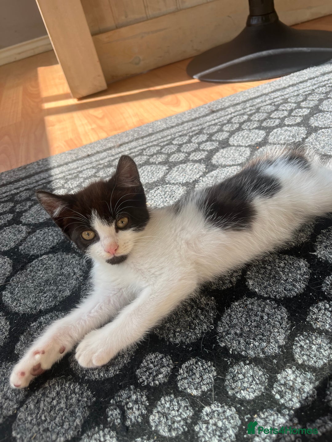 Mixed Breed cats for sale: Beautiful 12 week old female kitten! - Image 1