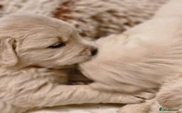 Golden Retriever dogs for sale: Golden retriever puppies  - Image 6
