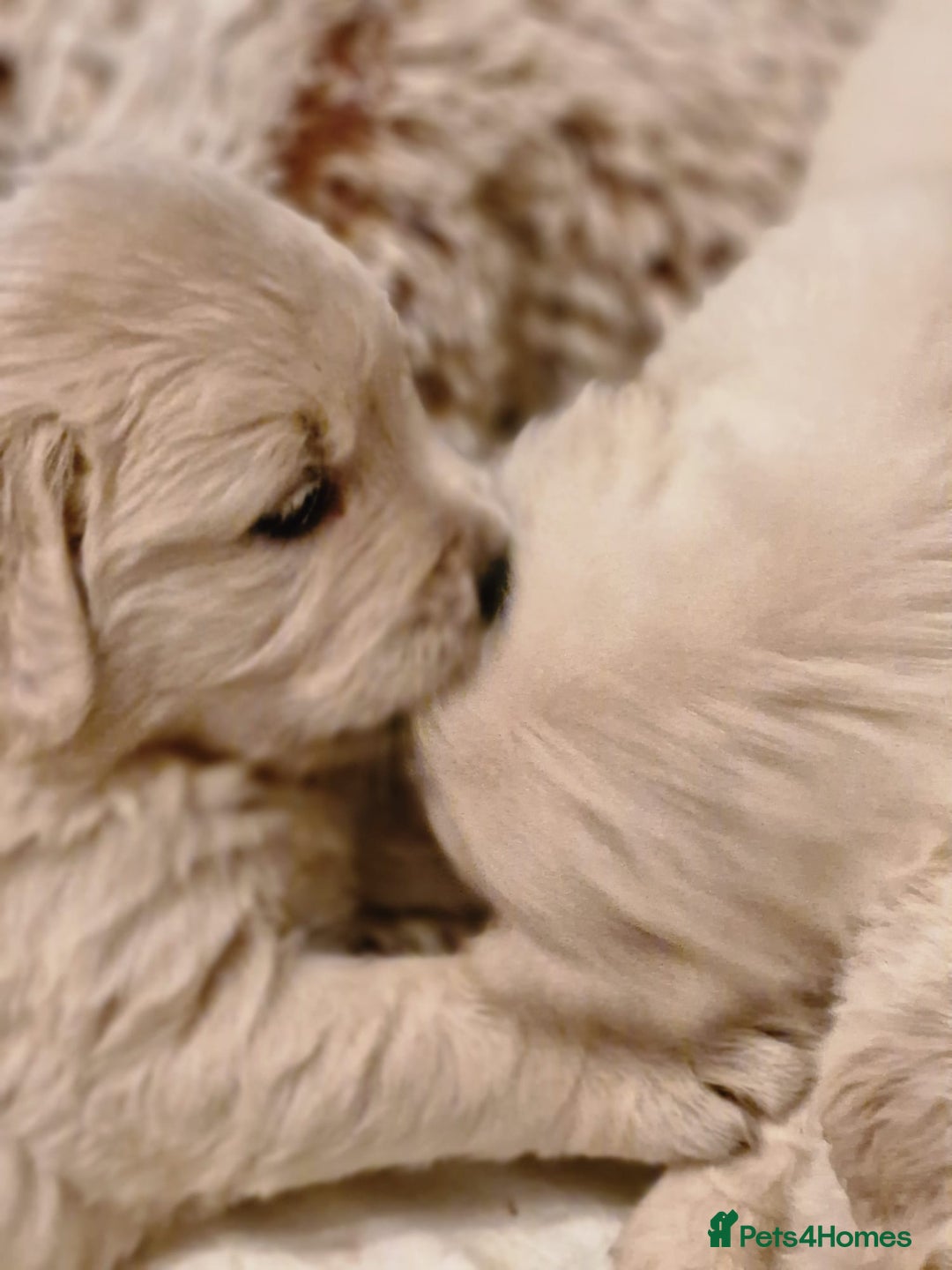 Golden Retriever dogs for sale: Golden retriever puppies  - Image 6