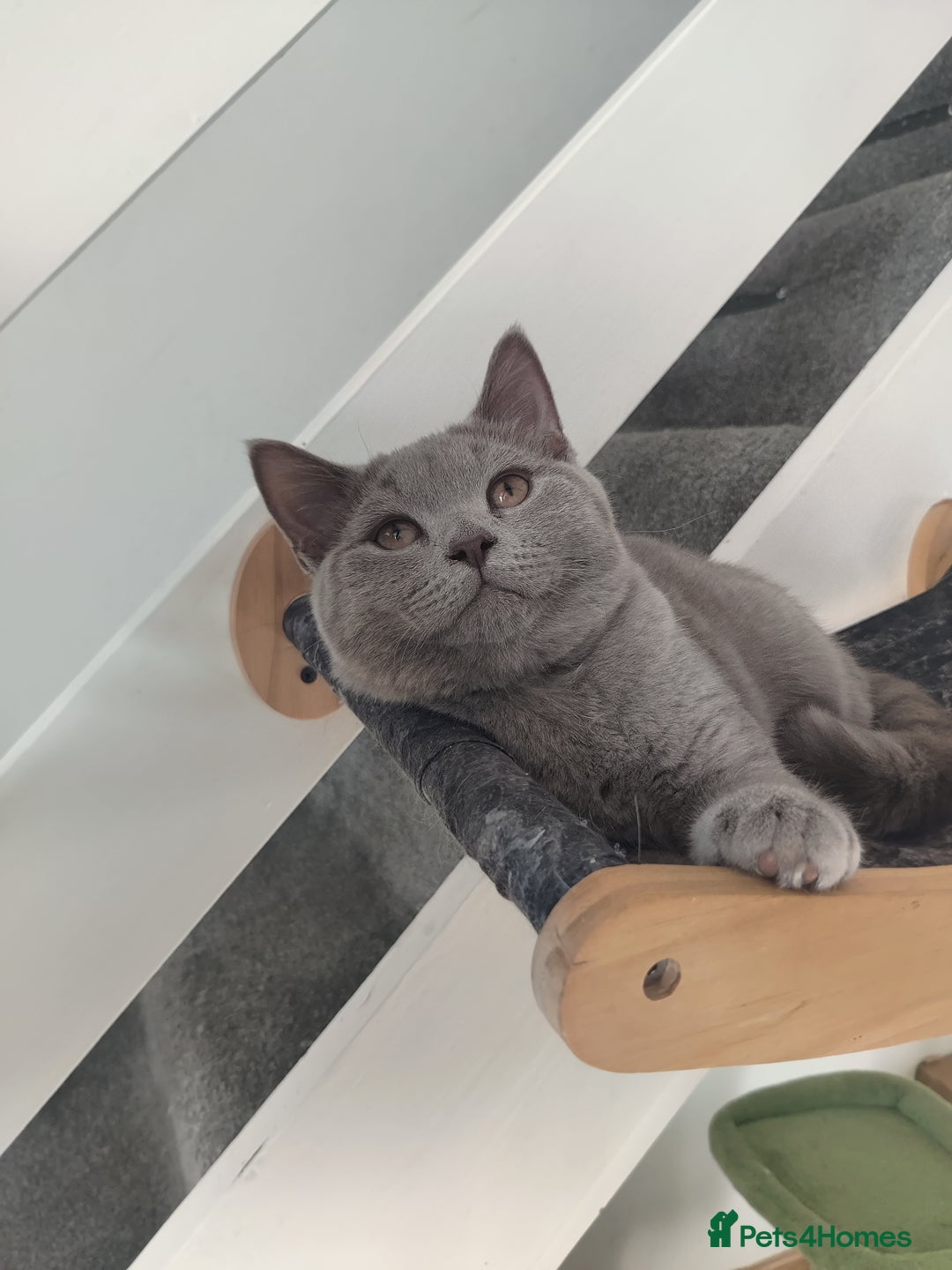 British Shorthair cats for sale: Last lilac boy for sale  - Advert 7