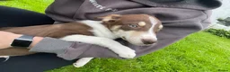 Border Collie dogs for sale: Collie puppies for sale  in Kilmarnock - Advert 3