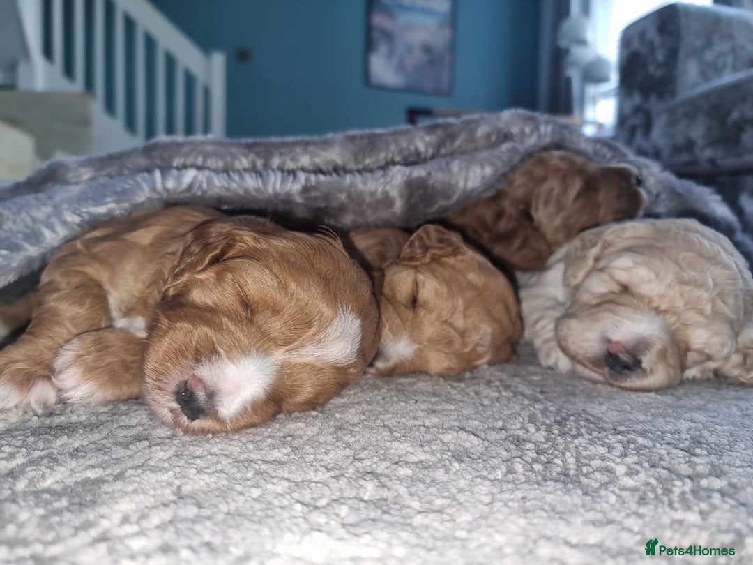 Australian Labradoodle dogs for sale: LAST ONE BOY - Australian Labradoodle Puppies  - Advert 8