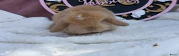 Mini Lop rabbits for sale: stunning pedigree mini lop baby - Advert 3
