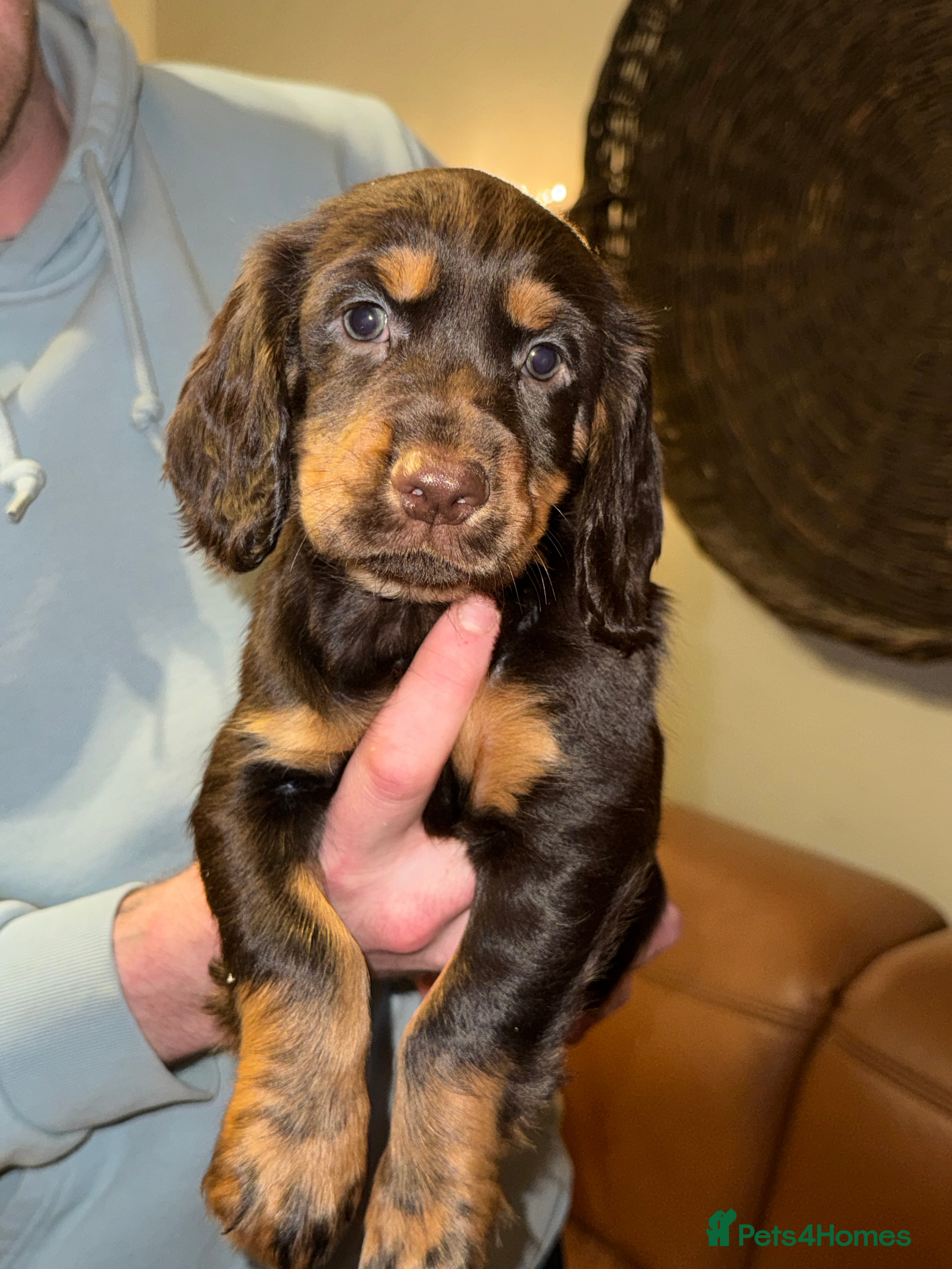 Cocker Spaniel dogs Stunning KC registered Cocker Spaniel Pups - Advert 6