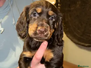 Cocker Spaniel dogs Stunning KC registered Cocker Spaniel Pups - Advert 6
