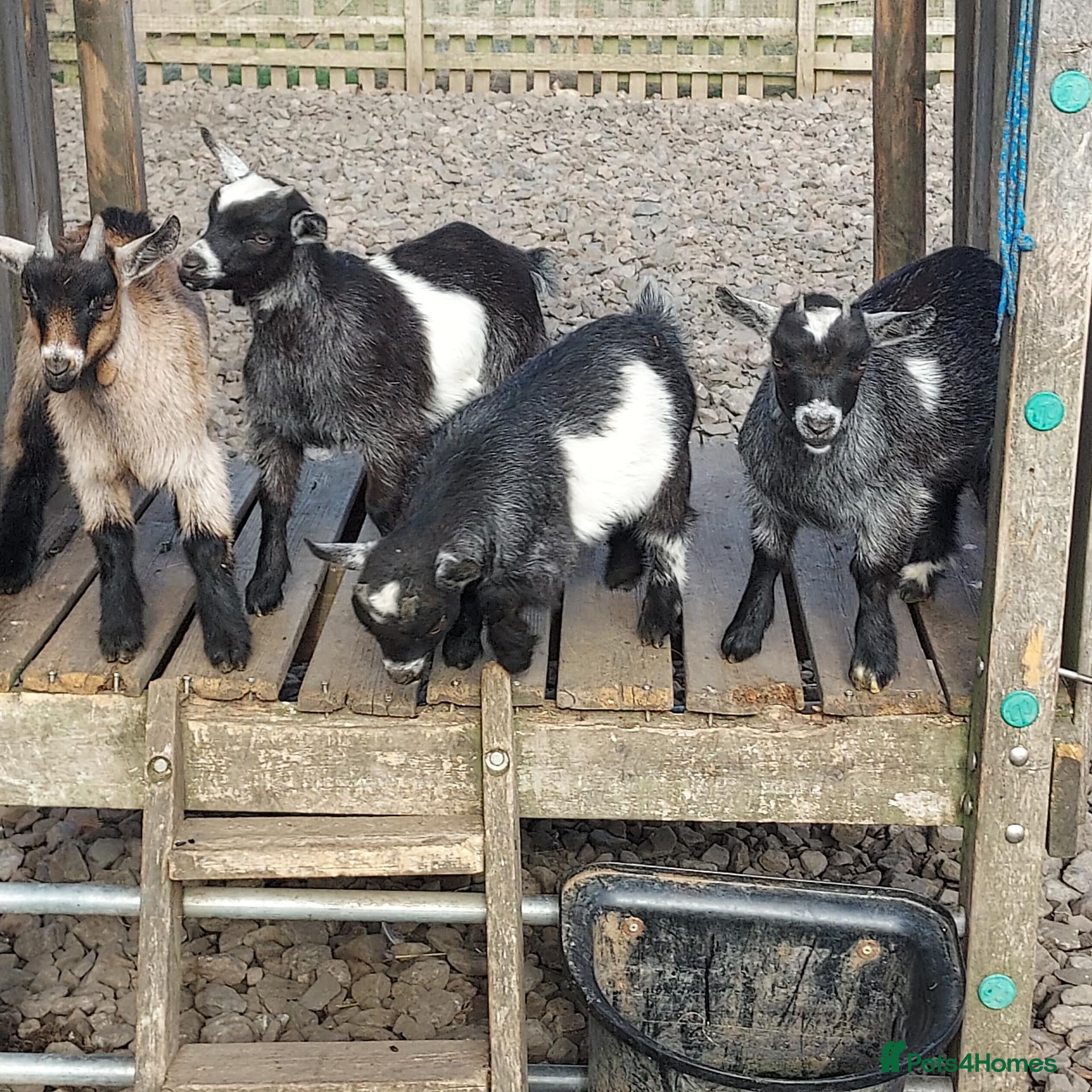 Goats livestock Pygmy Goats for sale x 4 (price reduced)  - Advert 16