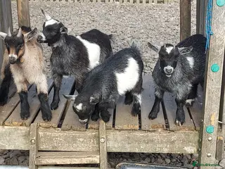 Goats livestock Pygmy Goats x 2 wethered males (price reduced) - Advert 5