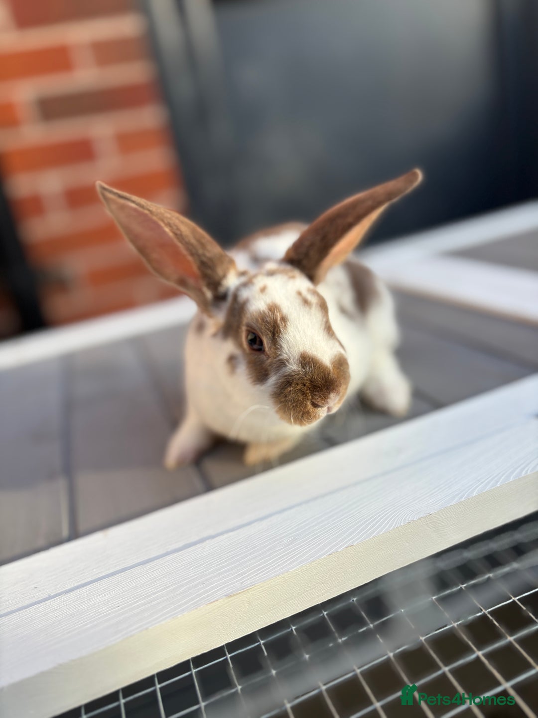 Rex rabbits for sale: *only 3 left* Mini rex x READY WEDNESDAY! 🐰  in Alfreton - Image 2