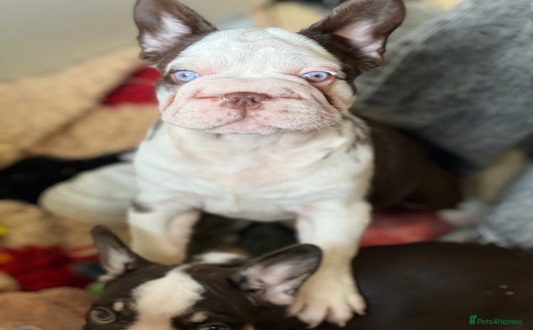 French Bulldog dogs - Advert 1
