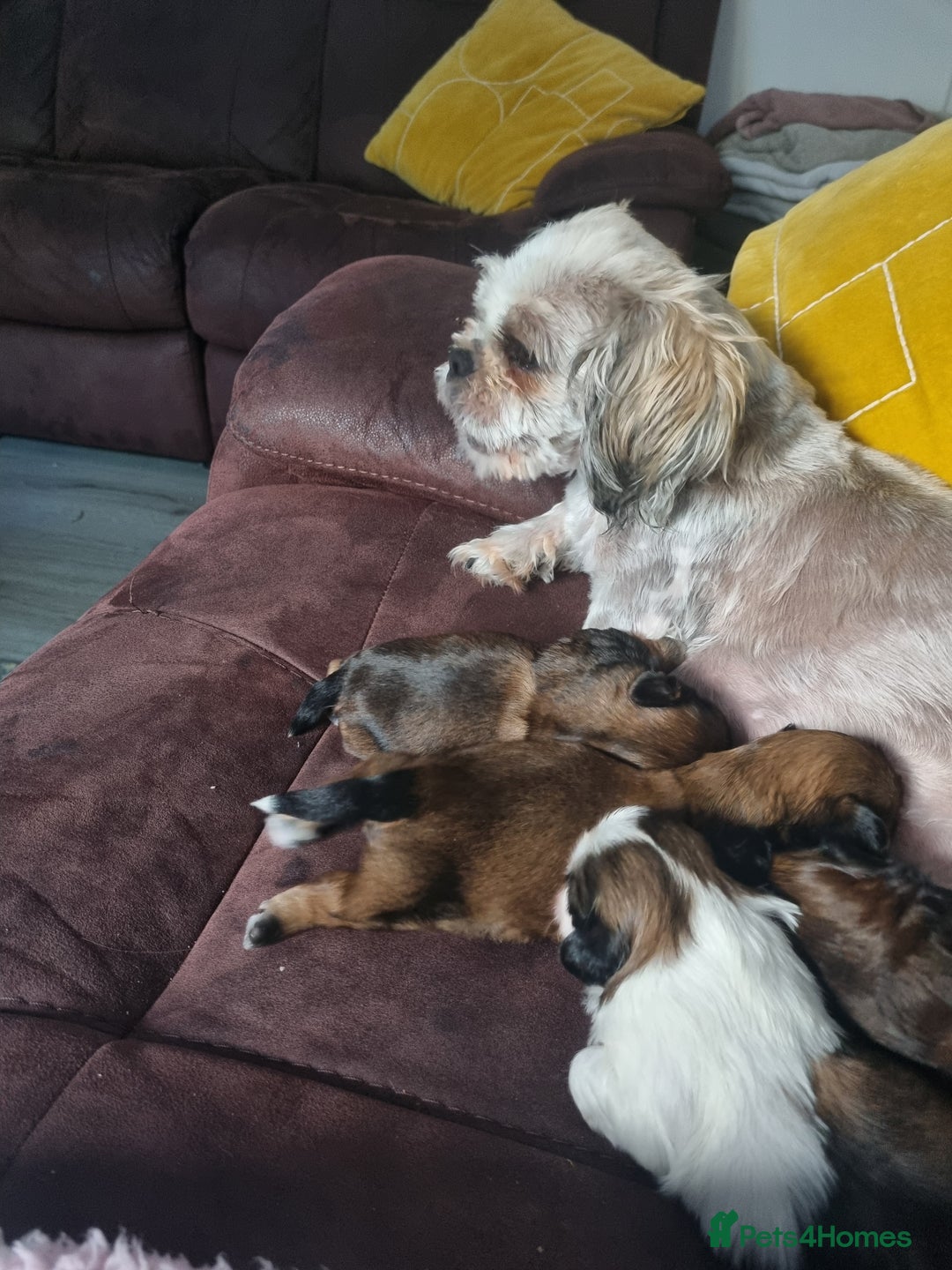 Shih Tzu dogs for sale: 3 lovely looking shih zue puppys. - Image 5