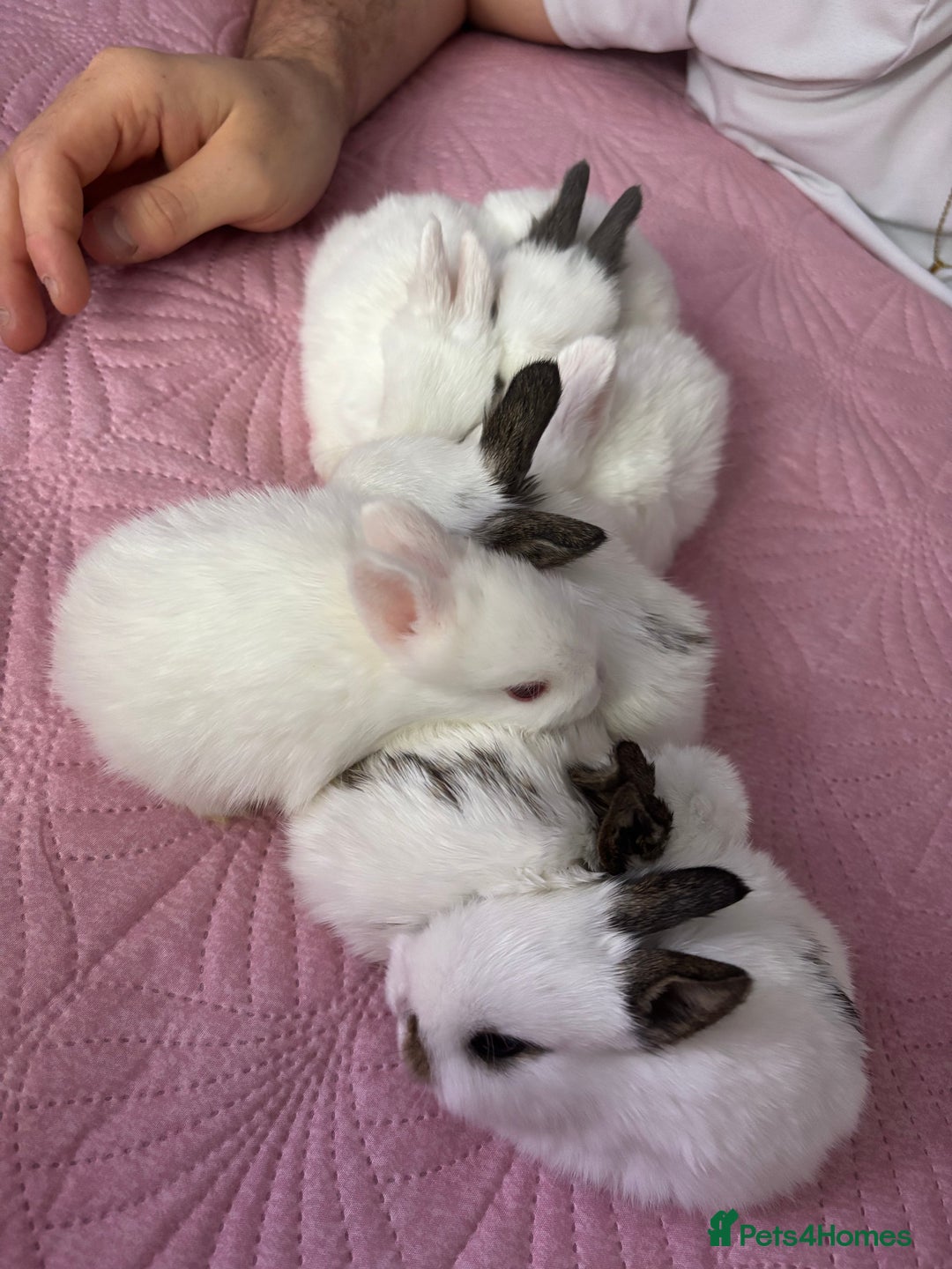 Mixed Breed rabbits for sale: 7 Gorgeous mixed dwarf hotot minilops  - Advert 4