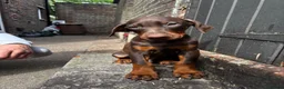 Dobermann dogs for sale: Gorgeous Doberman litter - Advert 6