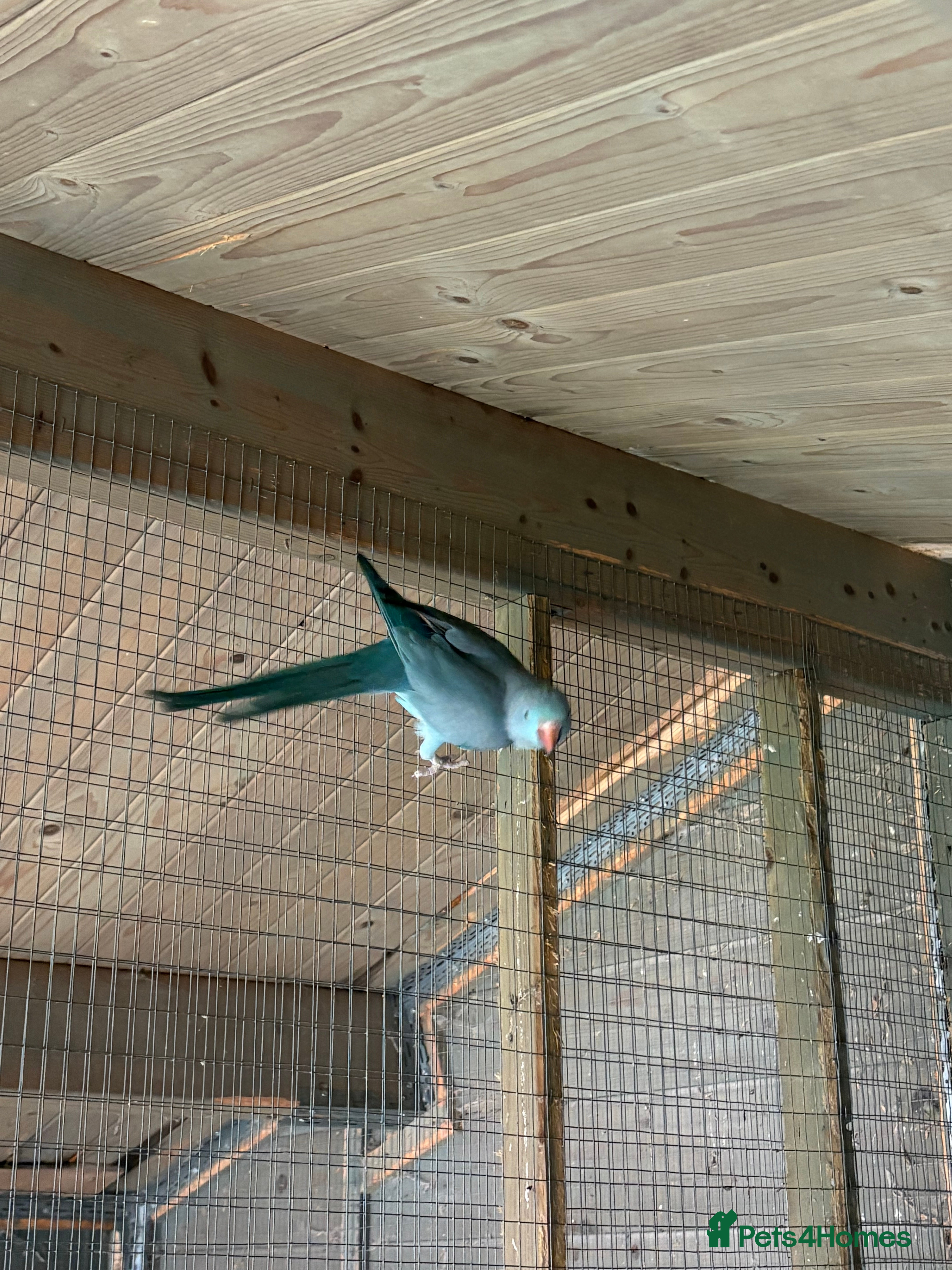 Ringnecks birds pair of ringnecks - Advert 3