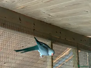 Ringnecks birds pair of ringnecks - Advert 3