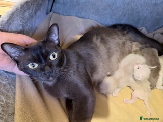 Burmese cats - Advert 1