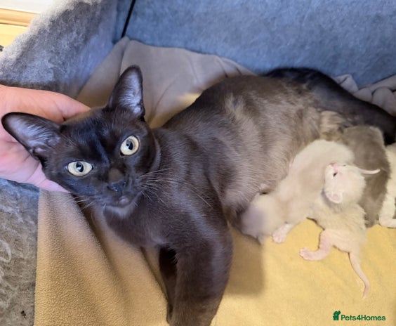 Burmese cats - Advert 1