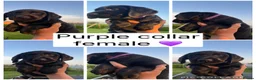Labrador Retriever dogs for sale: Stunning black Labrador pups for sale  - Advert 8