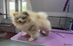 Pomeranian dogs for stud: Russian Pomeranian import IKU chocolate merle stud in Leicester - Image 24