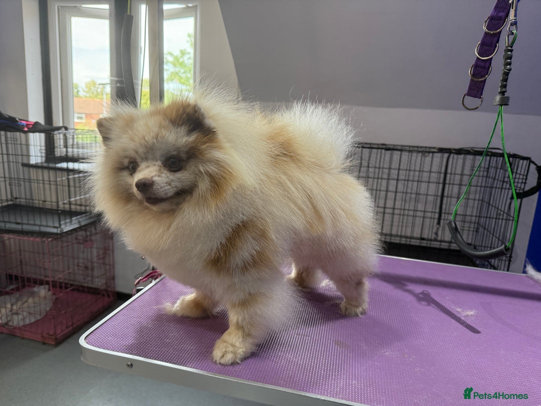 Pomeranian dogs for stud: Russian Pomeranian import IKU chocolate merle stud in Leicester - Image 24