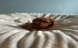 Cavapoo dogs for sale: Stunning F1B Cavapoo puppies  - Image 17