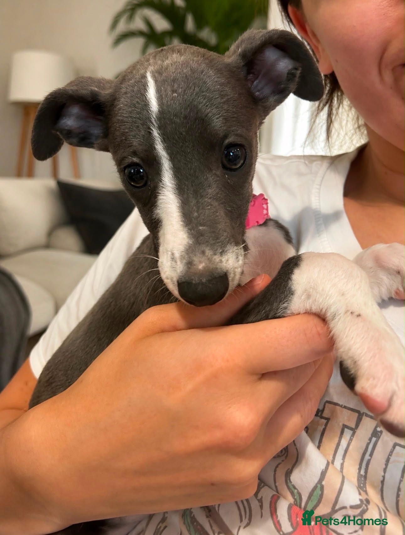 Whippet dogs Beautiful quality whippet  - Advert 2