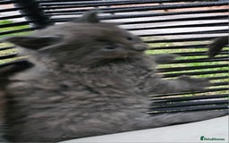 Persian cats for sale: Very beatifull perian kittens - Image 18
