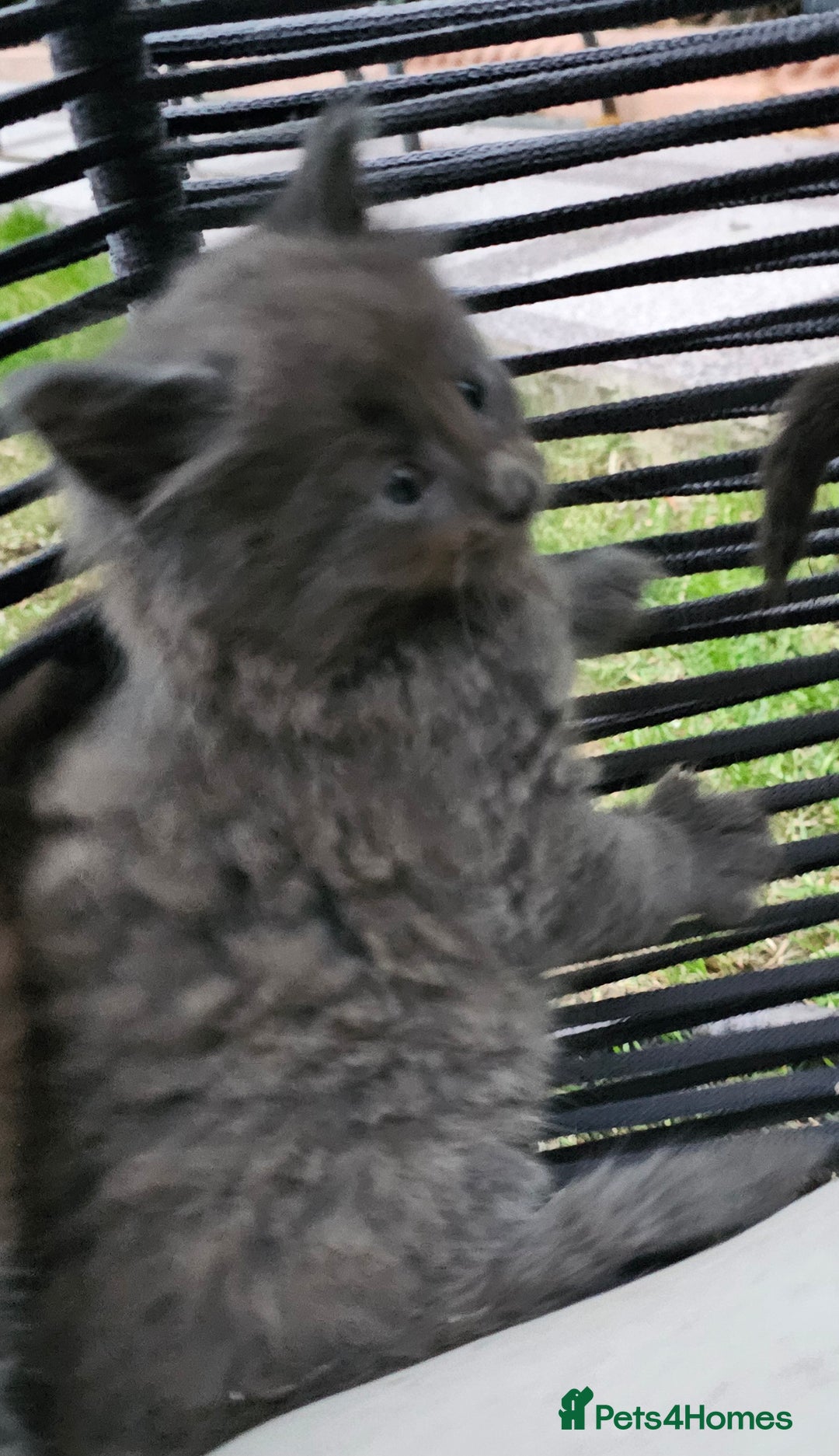 Persian cats for sale: Very beatifull perian kittens - Image 18