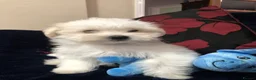 Mixed Breed dogs for sale: shihtzu / bichon x maltese  - Advert 4