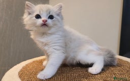 Ragdoll cats for sale: Pedigree Tica Boys Ragdoll  - Image 5